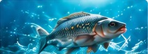 Aquaculture