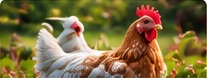 Poultry